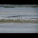… Enten